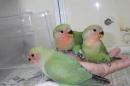 IN-3931 コザクラインコ・ノーマルの雛　一人餌に成りました。