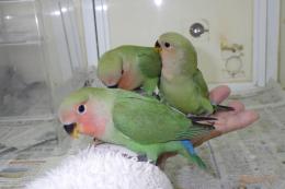 販売中❣️コザクラインコ雛ちゃんが一人餌になりました╰(*´︶`*)╯♡ | バードショップ lovebirdとちぎ