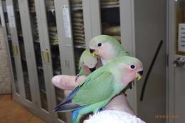 IN-3931 コザクラインコ・ノーマルの雛 一人餌に成りました