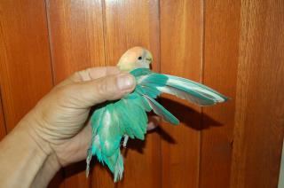 In 1313 国産コザクラインコ オパーリン 雄 キットウココ ペット部