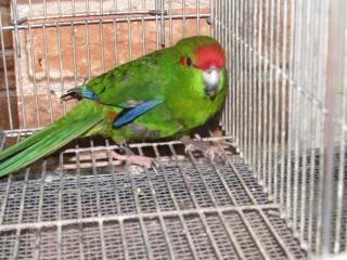 In 2173 赤頭キガシラアオハシインコの若 ノーマル雄 キットウココ ペット部