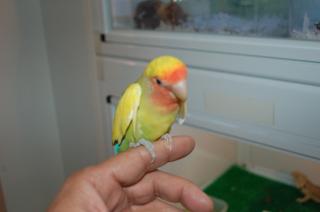 IN-857 手乗りコザクラインコ 一人餌 | キットウココ ペット部