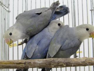 IN-2577 コザクラインコの若 無判別1羽の価格 | キットウココ ペット部