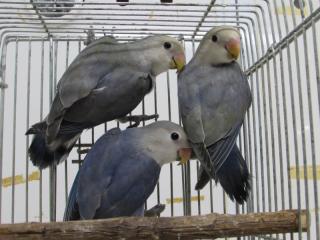 IN-2577　コザクラインコの若　無判別1羽の価格