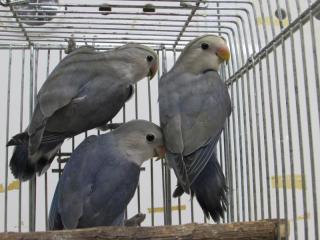 IN-2577 コザクラインコの若 無判別1羽の価格 | キットウココ ペット部