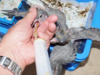 Ht 779 挿し餌中のレース鳩の雛 手乗り鳩に キットウココ ペット部 Ht 779 挿し餌中のレース鳩の雛 手乗り鳩に キットウココ ペット部