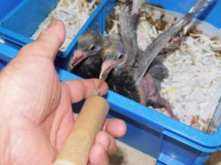 レース　鳩　エネルギーコーン　15kg  鳩　餌 Amazon | ミネビタン レース鳩 栄養補給 健康維持 ビタミン