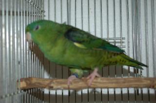 ヨウム　シルバー文鳥　サザナミインコ　　クリーム　グリーン濃・淡 ヨウム シルバー文鳥 サザナミインコ クリーム グリーン濃・淡