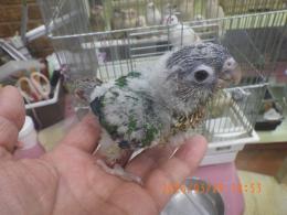 IN-4425　ワキコガネアカオウロコインコの雛