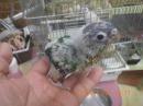 IN-4425　ワキコガネアカオウロコインコの雛