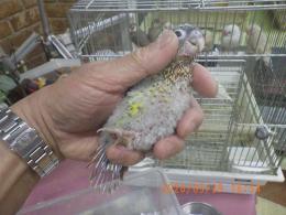 IN-4425　ワキコガネアカオウロコインコの雛