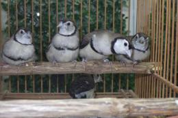 KOT-2721　国産カノコスズメ　生後3～4か月