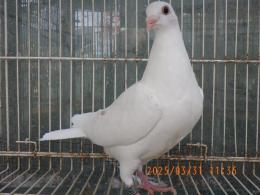 HT-1014  白い鳩　№006　雄