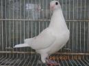 HT-1014  白い鳩　№006　雄