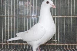 HT-1014  白い鳩　№006　雄