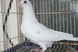 HT-1015　白い鳩　管理№008　メス