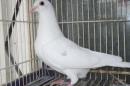 HT-1015　白い鳩　管理№008　メス