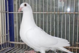 HT-1015　白い鳩　管理№008　メス