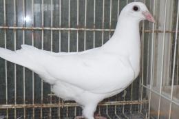 HT-1016 白い鳩　管理№004 雄