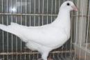 HT-1016 白い鳩　管理№004 雄