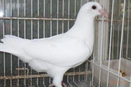 HT-1016 白い鳩　管理№004 雄