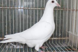 HT-1017 白い鳩　管理№007　雌