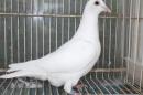 HT-1017 白い鳩　管理№007　雌