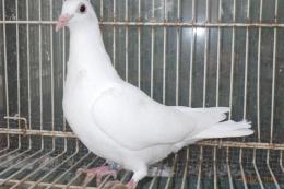 HT-1017 白い鳩　管理№007　雌