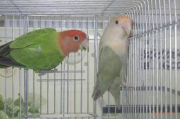 IN-4427　コザクラインコ・色変わりのペア