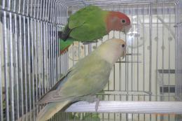 IN-4427　コザクラインコ・色変わりのペア