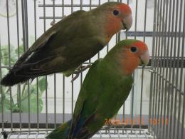 IN-4428　コザクラインコIN-4390の更新