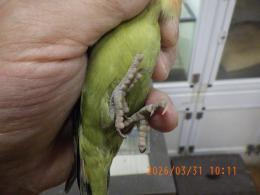 IN-4428　コザクラインコIN-4390の更新