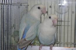 IN-4429　アクアタイプの奇麗なコザクラインコ♂♀ペアで