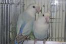 IN-4429　アクアタイプの奇麗なコザクラインコ♂♀ペアで