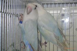 IN-4429　アクアタイプの奇麗なコザクラインコ♂♀ペアで