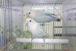 IN-4429　アクアタイプの奇麗なコザクラインコ♂♀ペアで