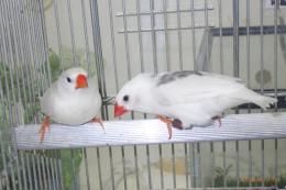 KOT-2845　白キンカチョウの雄雌で