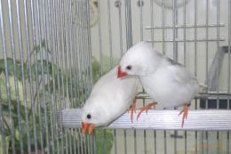 KOT-2845　白キンカチョウの雄雌で