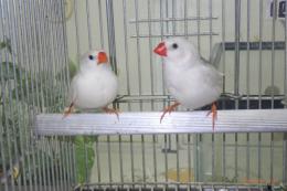 KOT-2845　白キンカチョウの雄雌で