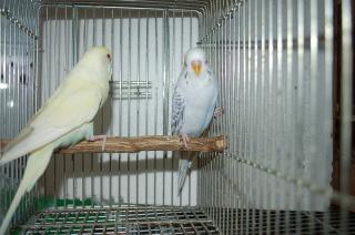 In 867 赤目のセキセイインコ 雄雌で キットウココ ペット部