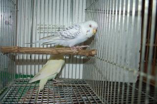 IN-867 赤目のセキセイインコ 雄雌で | キットウココ ペット部