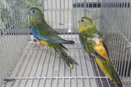 IN-4431　キキョウインコ・オパーリン　若いペア