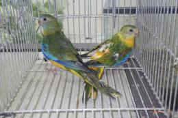 IN-4431　キキョウインコ・オパーリン　若いペア