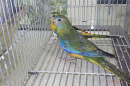 IN-4431　キキョウインコ・オパーリン　若いペア