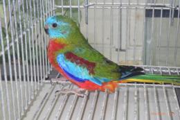 IN-4432　ヒムネキキョウインコ　♂その1