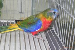 IN-4433　ヒムネキキョウインコ　♂その2