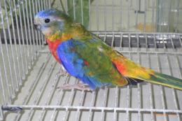 IN-4433　ヒムネキキョウインコ　♂その2