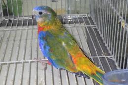 IN-4433　ヒムネキキョウインコ　♂その2