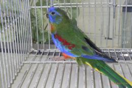 IN-4434　ヒムネキキョウインコ　♂その3