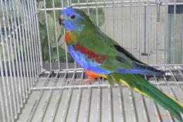 IN-4434　ヒムネキキョウインコ　♂その3